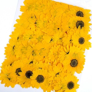 Könnte beinhalten: Eine Ansammlung von leuchtend gelben, getrockneten Sonnenblumenblütenblättern mit dunkelbraunen Zentren. Die Blütenblätter sind eng aneinander angeordnet und erzeugen ein strukturiertes, florales Muster. Das Bild ist vor einem weißen Hintergrund.