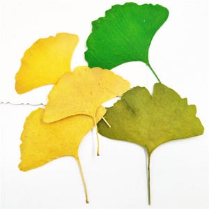 Può includere: Primo piano di diverse foglie di ginkgo nei toni del giallo, verde e verde oliva. Le foglie sono disposte su uno sfondo bianco, mostrando la loro caratteristica forma a ventaglio e la trama venata. I colori variano.