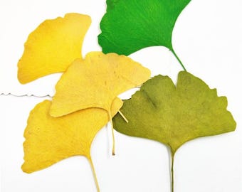 Hojas de ginkgo secas prensadas para manualidades florales, listas para enviar, joyería DIY, suministros de resina, elaboración de tarjetas de boda, arreglos florales, tarjetas de felicitación.