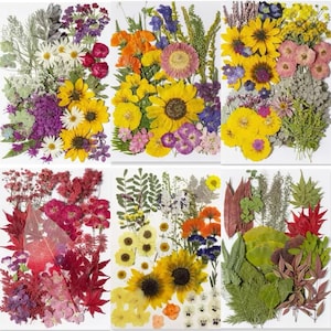 Mega Pack Getrocknete gepresste Blumen und Blätter für Harz, Versandfertig, Harzversorgung, Hochzeitskartenherstellung, Blumenschmuck, Rahmendekoration
