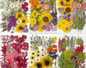 Megapakket gedroogde geperste bloemen en bladeren voor kunsthars, echte gedroogde bloemenmix, botanische handbenodigdheden voor lijst, bladwijzer en plakboek