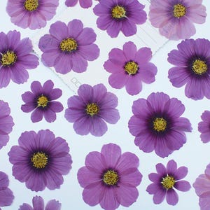 Natural Edible Pressed Dried Pink Purple Cosmos Flower,Food-Safe Pressed Flowers,Cake Decoration Flowers,Ready to Ship,October Birth Flower