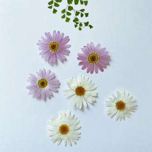 May include: An overhead shot of several flowers and a fern branch on a white background. The flowers include pink and white daisies with yellow centers. A fern branch with small green leaves is at the top.