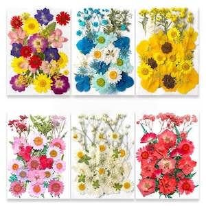 Flores y hojas prensadas secas para resina, listas para enviar, joyería de bricolaje, fabricación de tarjetas de boda, arreglos florales y marcapáginas, suministro de resina
