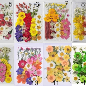 May include: A collection of twelve packets of dried flowers in various colors, including red, white, yellow, purple, and green. Each packet contains a unique arrangement of pressed flowers and foliage, perfect for crafting and decorative purposes.