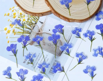 12pcs Natural Pressed Dried Lobelia Erinus Flowers,Pressed Flowers,Ready to Ship,Card Making Crafts,Nails Art,Resin Cast,Ready to ship