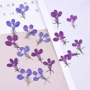 20 Stück natürliche gepresste getrocknete Lobelia Erinus Blumen für Harz, Schmuck DIY, Harzversorgung, Kartenherstellung, Kunsthandwerk, Nägel Kunst, Harz gegossen, versandfertig