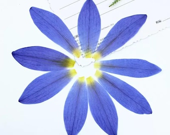 Natuurlijk eetbaar geperst gedroogd waterleliebloemblaadje, bloem, voedselveilige geperste bloemen, bloemen voor cakedecoratie, klaar voor verzending, paarse bloem