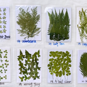 Lady/Odontosoria/4 Leaf CloverFern seca prensada para resina, pronta para envio, joias DIY, suprimentos de resina, fabricação de cartões de casamento, decorações de moldura