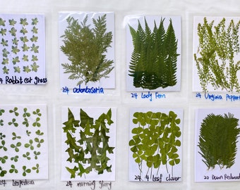 Pressed Dried Lady/Odontosoria/4 Leaf CloverFern for Resin, Ready to Ship,Jewelry DIY,Resin Supplies,Wedding Card Making,Frame Decorations