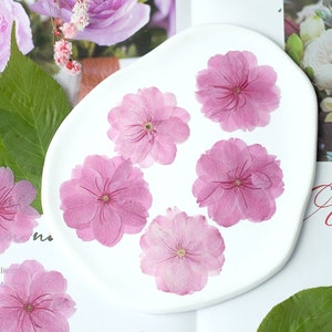 12 fiori di ciliegio essiccati e pressati, commestibili naturali, fiori pressati sicuri per alimenti, fiori per decorazioni di torte, pronti per la spedizione, fiori per la nascita di marzo
