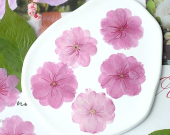 12pcs Natural Edible Pressed Dried Cherry Blossom Flower,Food-Safe Pressed Flowers ,Cake Decoration Flowers,Ready to Ship,March Birth Flower
