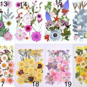May include: A collection of pressed flowers, including daisies, zinnias, and other blooms, in various colors such as pink, yellow, and purple. The flowers are arranged on white backgrounds, with each grouping labeled with a number from 13 to 20.