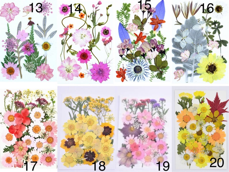 May include: A collection of pressed flowers, including daisies, zinnias, and other blooms, in various colors such as pink, yellow, and purple. The flowers are arranged on white backgrounds, with each grouping labeled with a number from 13 to 20.