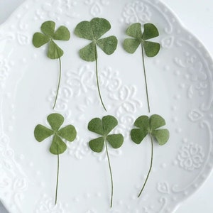 Puede incluir: Seis tréboles de cuatro hojas verdes secos dispuestos sobre un plato blanco con dibujos. Los tréboles, con sus delicados tallos, están espaciados uniformemente, resaltando su textura natural. La imagen está bien iluminada, destacando los detalles de los tréboles.