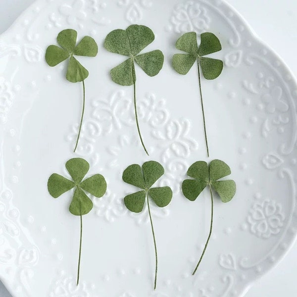 24pcs Pressed Dried 4 Leaf CloverFern for Resin,Ready to Ship,Jewelry DIY,Resin Supply,Wedding Card Making,Floral,US Seller,St Patrick's Day