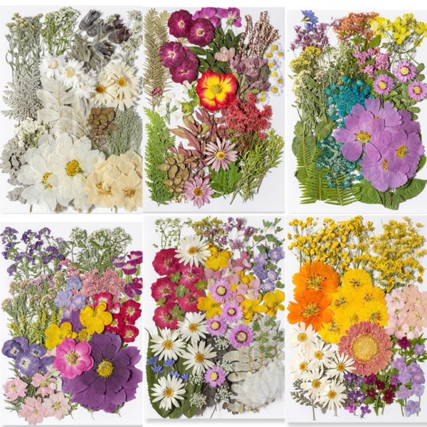 Jumbo Pack Getrocknete gepresste Blumen und Blätter für Harz, Versandfertig, Harzversorgung, Hochzeitskartenherstellung, Blumenschmuck, Rahmendekorationen