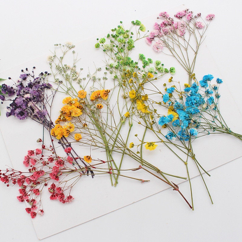 Air Dried Baby Breath-natural Dried Baby Breath-flowers for Resin 