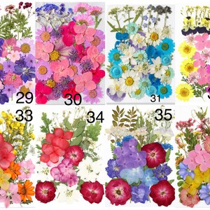 May include: A collection of dried pressed flowers in various colors, including pink, purple, yellow, and blue. The flowers are arranged in small, numbered bundles, perfect for crafting or decorative purposes. The image showcases a variety of floral types and textures.