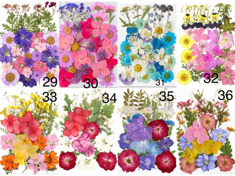 May include: A collection of dried pressed flowers in various colors, including pink, purple, yellow, and blue. The flowers are arranged in small, numbered bundles, perfect for crafting or decorative purposes. The image showcases a variety of floral types and textures.