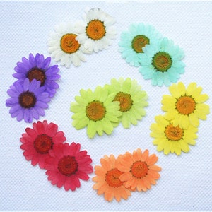 12pçs flores de margarida secas prensadas para resina, prontas para enviar, flor prensada, joias diy, suprimentos de resina, fabricação de cartões de casamento, arte de unhas