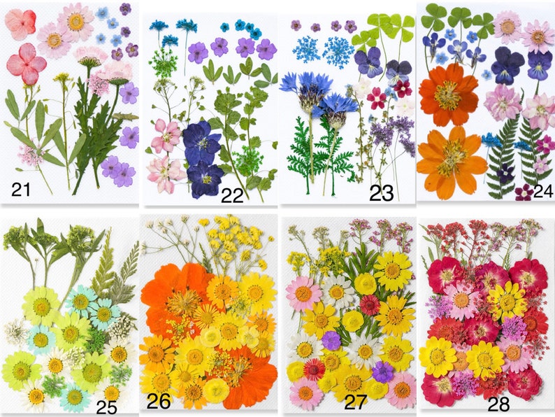 May include: A collection of dried pressed flowers in various colors, including pink, purple, orange, yellow, and blue. The image is divided into sections, each displaying a different arrangement of flowers and foliage. Numbers 21-28 are visible in the image.