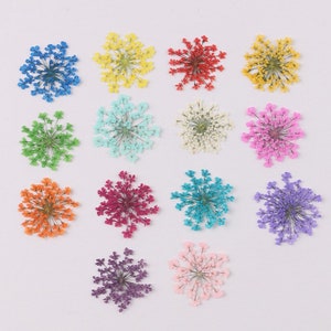 Fiore di pizzo della regina Anna essiccato per resina, fai da te per gioielli, forniture in resina, artigianato per la creazione di biglietti, colori pastello per la stanza, matrimonio, resina colata, pronto per la spedizione