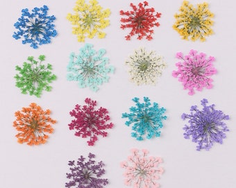 Dried Queen Anne's Lace Flower for resin, Jewelry DIY, Resin Supplies,Card Making Crafts,Pastel Room Color,Wedding,Resin Cast,Ready to ship