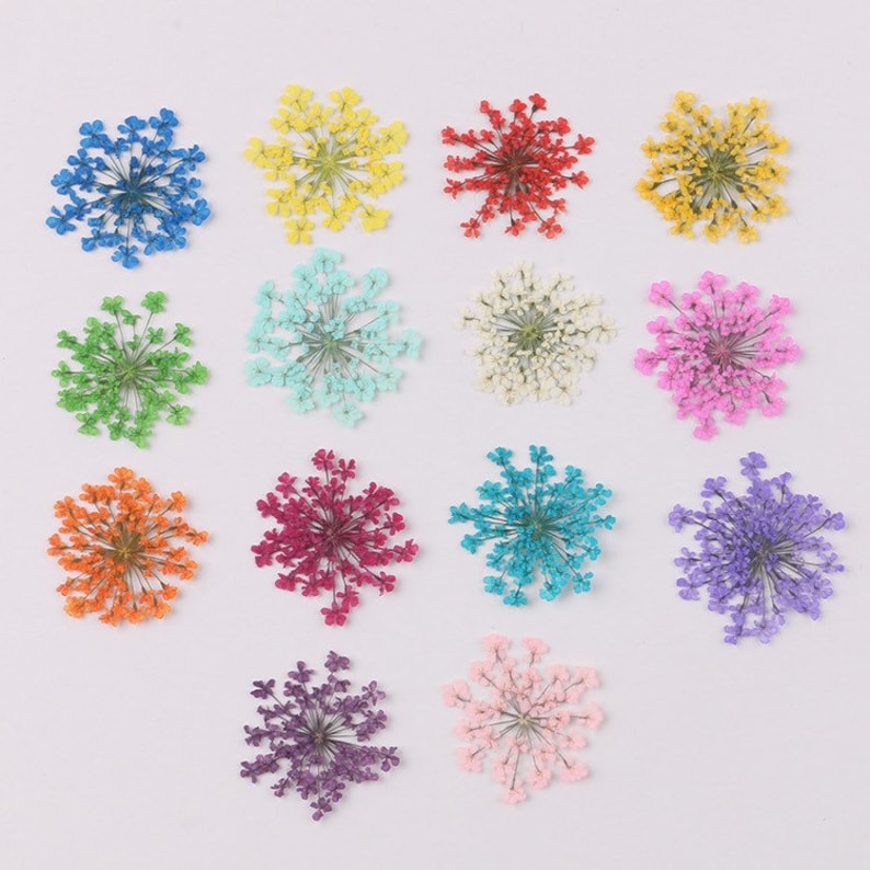 Dried Queen Anne's Lace Flower for resin, Jewelry DIY, Resin Supplies,Card Making Crafts,Pastel Room Color,Wedding,Resin Cast,Ready to ship image 1