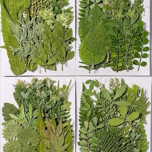35 hojas secas prensadas para resina, listas para enviar, para hacer joyas, suministro de resina, para crear tarjetas de boda, arreglos florales y decoración de marcos.