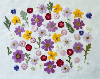May include: A collection of pressed flowers and leaves in various colours, including purple, yellow, red, and white. The flowers are arranged in a circular pattern on a white background.