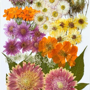 70 pezzi Mega Pack di fiori e foglie essiccati pressati per resina, pronti per la spedizione, fornitura di resina, creazione di biglietti di nozze, composizioni floreali, decorazione di cornici
