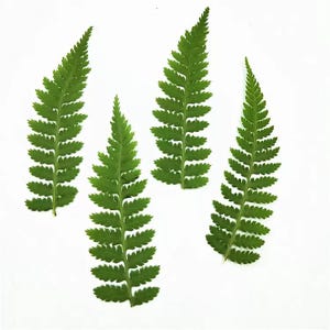May include: Four vibrant green fern fronds are displayed against a clean white background. Each frond has a detailed, textured appearance with numerous small leaflets along the stem, creating a delicate and natural aesthetic. The ferns are arranged to showcase their intricate patterns.