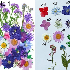 Getrocknete gepresste lila Blüten und Blätter für Harz, versandfertig, Schmuck-Harz-Lieferung, Hochzeitskartenherstellung, Blumenarrangement, Rahmendekoration