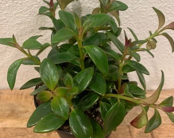 Nematanthus gregarius Goldfish Plant /'Shady Ladies Mae/' \u00a0