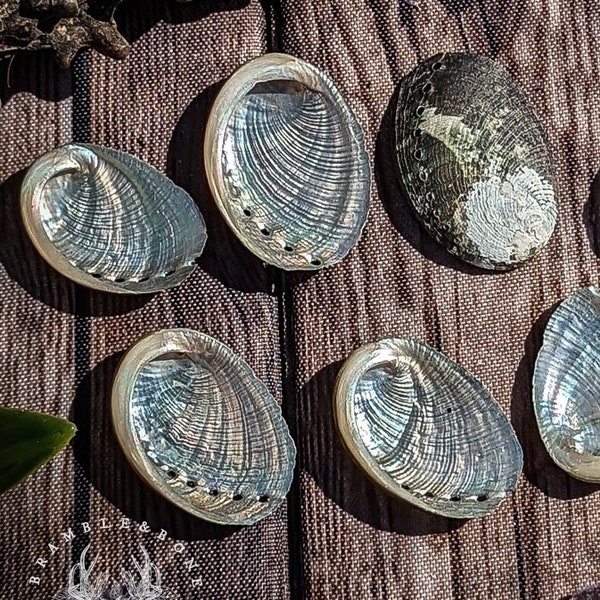 Ormer Shell 3-3.5cm | Used in Traditional Witchcraft + Folk magick - Conjure, Magical Oil Lamps, Spellwork, Divination, Ocean & Fire Magic