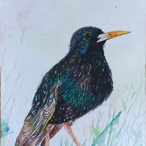 Spreeuw schilderij aquarel vogelportret origineel