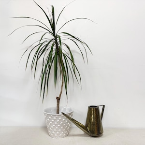 May include: A potted houseplant with long, slender green leaves in a white textured pot. A vintage brass watering can with a long spout rests beside the plant. The background is a plain white wall.