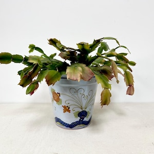 May include: A potted Christmas cactus with green and reddish-pink leaves. The plant is in a light blue ceramic pot with floral and scroll designs. The pot has a blue and white patterned band around the base.