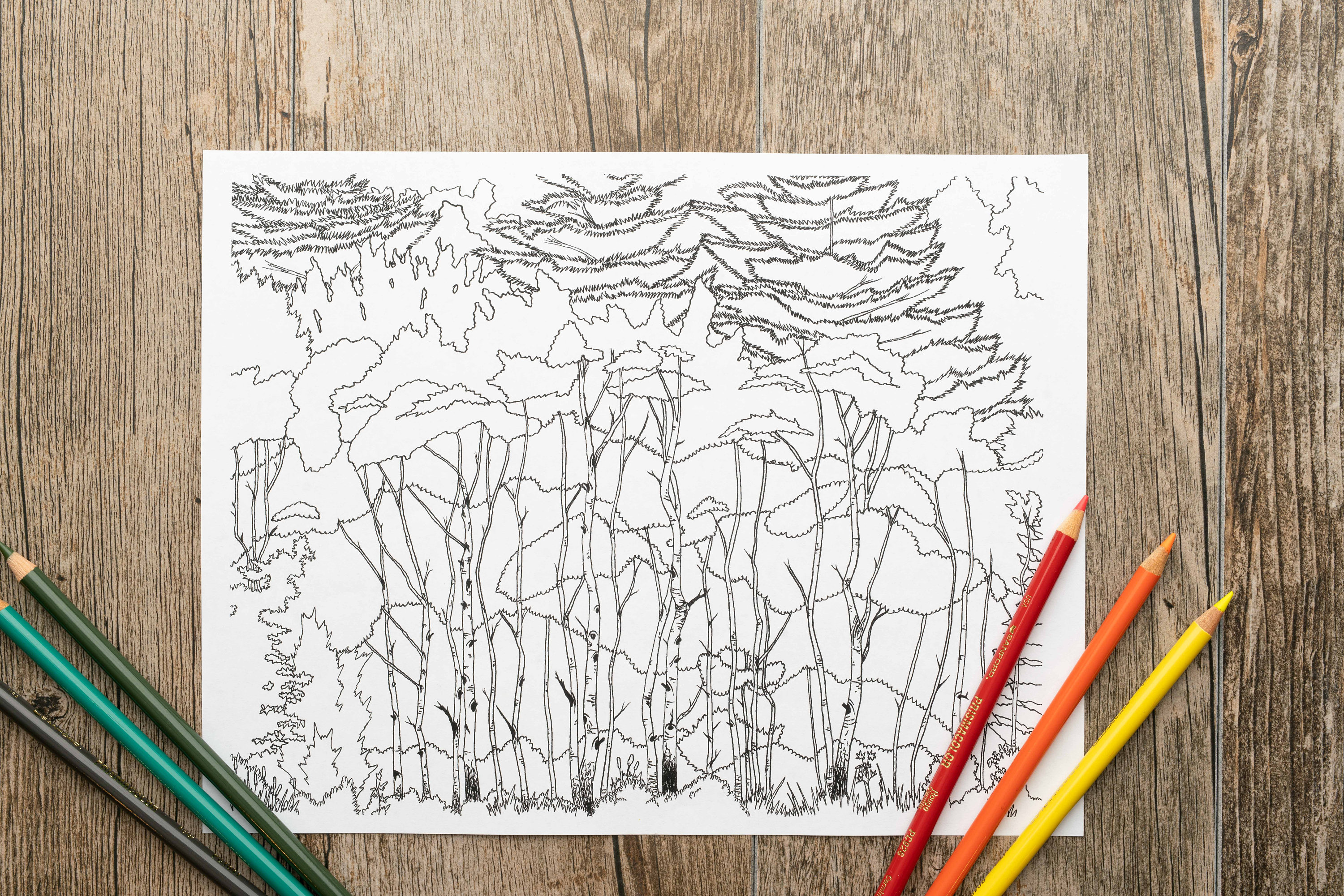 Forest of Trees Printable Adult Coloring Page Forest - Etsy