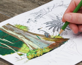Everglades Heron, página para colorir para adultos para impressão, página para colorir da Flórida, página para colorir para adultos Everglades, página para colorir da natureza, pássaros para colorir