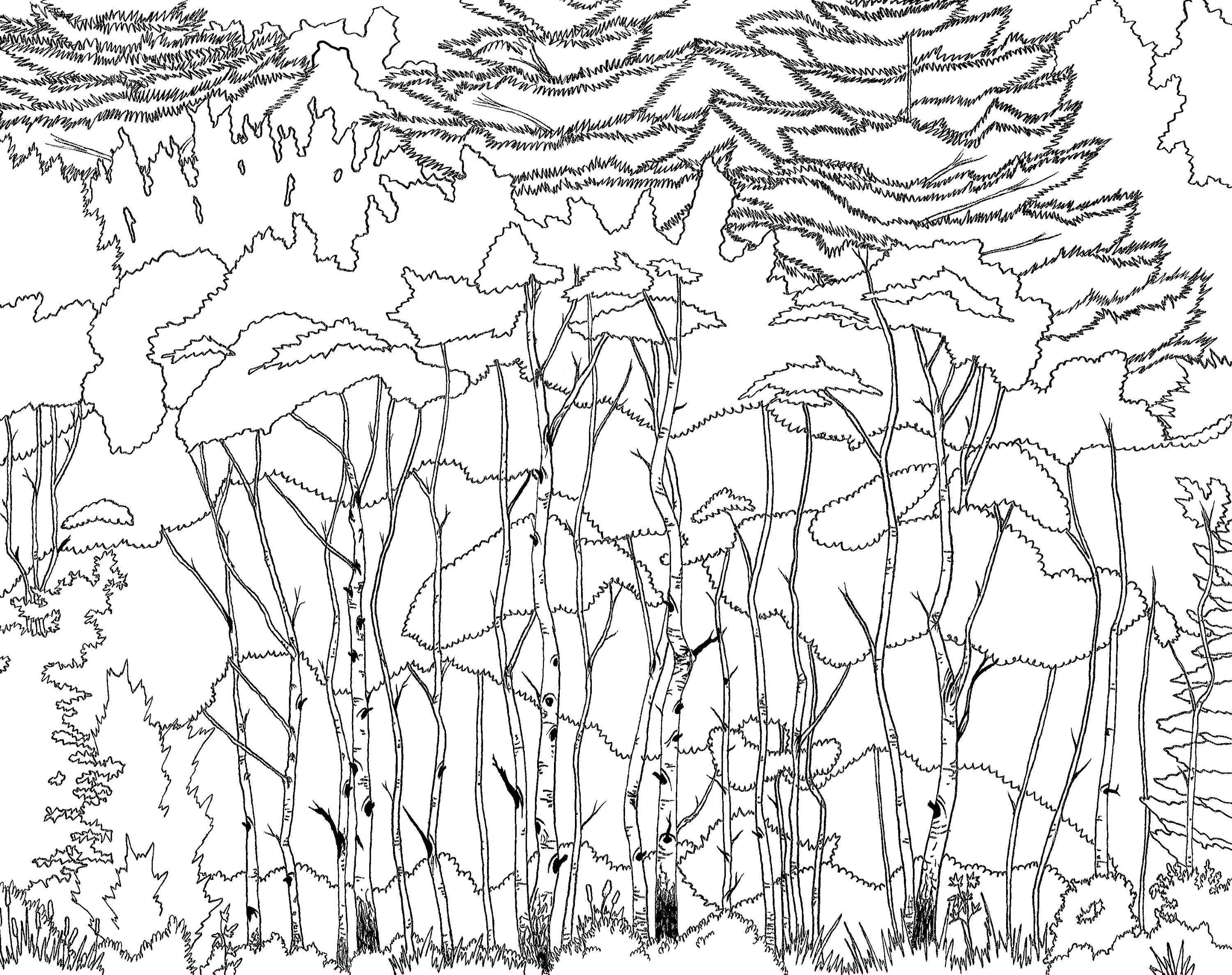 Forest of Trees Printable Adult Coloring Page Forest - Etsy
