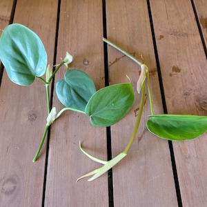 Houseplant Cuttings Indoor Potted Plant Cuttings Real House plant Home Décor  Plants Live Plant Cordatum Gift Philodendron
