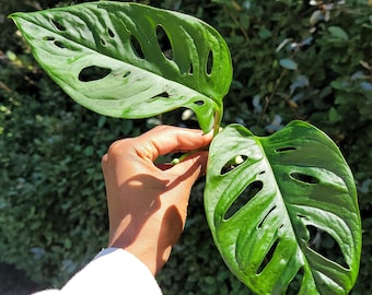 Planta Monstera, Esquejes enraizados de Monstera de queso suizo, Planta de interior, Planta interior viva, Decoración tropical del hogar, Monstera Adansonii