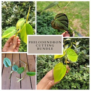 Rooted Cutting Rare Plant Cutting Bundle Live Plants Cuttings Rare Houseplants Bundle Plant Ivy Cuttings Philodendron Variety Pack (4)
