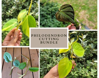 Rooted Cutting Rare Plant Cutting Bundle Live Plants Cuttings Rare Houseplants Bundle Plant Ivy Cuttings Philodendron Variety Pack (4)