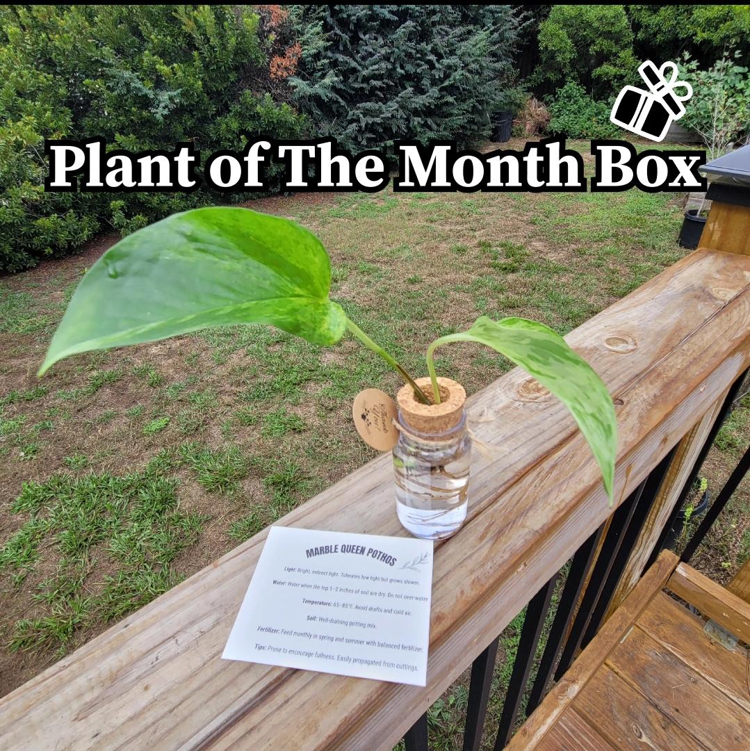 elfbar nachfüll pod läuft aus Vegancuts Beauty Box Subscription main image 0