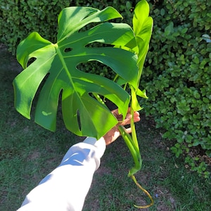 Puede incluir: Una gran planta de monstera verde con una sola hoja y un tallo largo. La planta est&aacute; siendo sostenida por la mano de una persona.