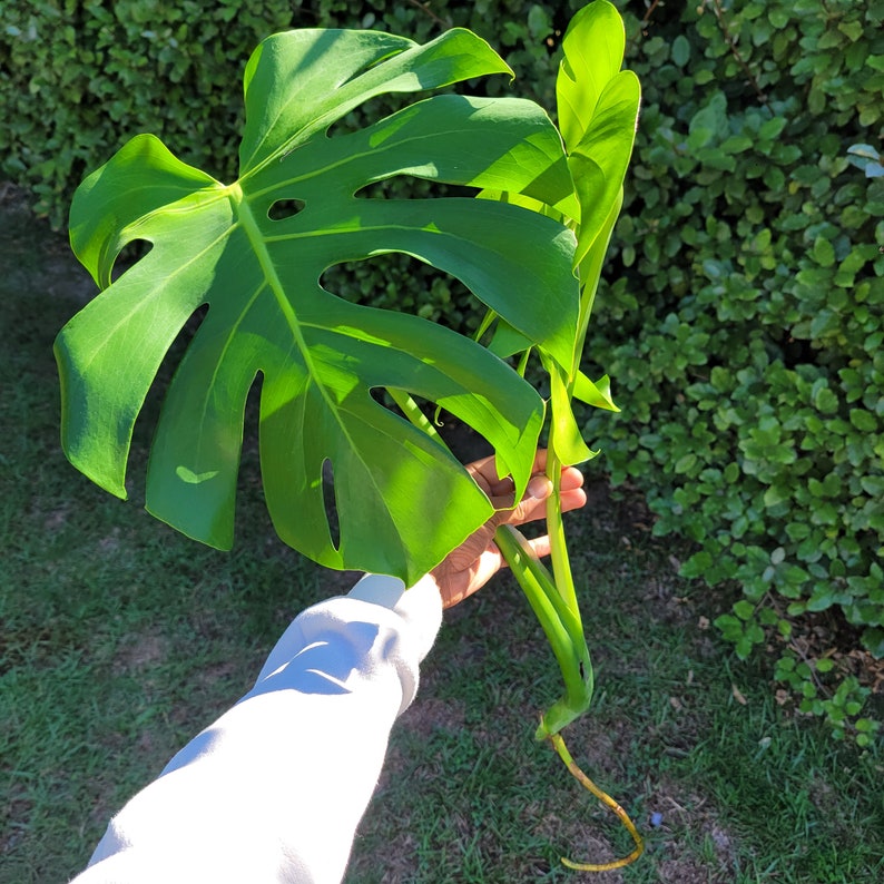 Puede incluir: Una gran planta de monstera verde con una sola hoja y un tallo largo. La planta est&aacute; siendo sostenida por la mano de una persona.