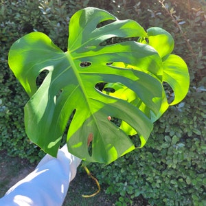 Puede incluir: Una gran hoja de monstera verde con un centro verde claro y un borde verde oscuro. La hoja se sostiene en una mano, y el fondo es un verde borroso.